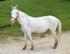 adoptable Horse in  named GUS