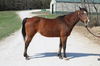 adoptable Horse in  named MABLE