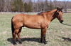 adoptable Horse in  named ROLO