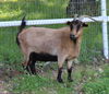 adoptable Goat in  named WILLOW