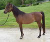 adoptable Horse in  named ARLO