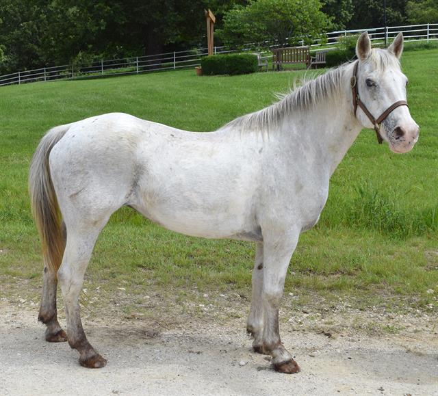 adoptable Horse in Union, MO named MISS EVELYN