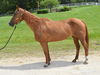 adoptable Horse in Union, MO named STONEY