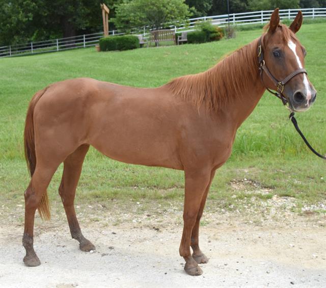 adoptable Horse in Union, MO named LENA