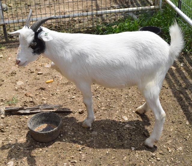 adoptable Goat in Union, MO named CAPTAIN HOOK