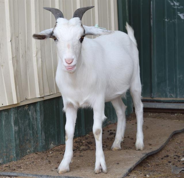 adoptable Goat in Union, MO named PETER PAN