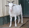 adoptable Goat in  named PETER PAN