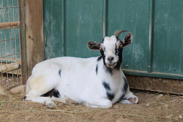 adoptable Goat in Union, MO named WENDY