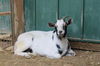 adoptable Goat in  named WENDY