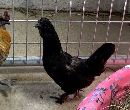 adoptable Chicken in Union, MO named AVIS