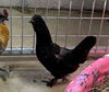 adoptable Chicken in , MO named AVIS