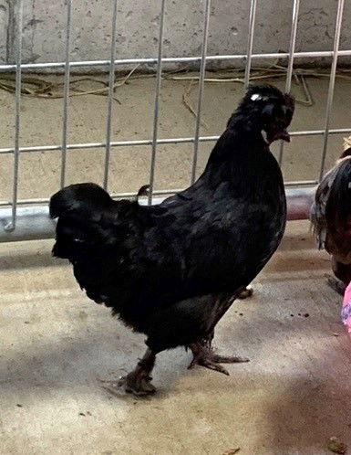 adoptable Chicken in Union, MO named MILLICENT