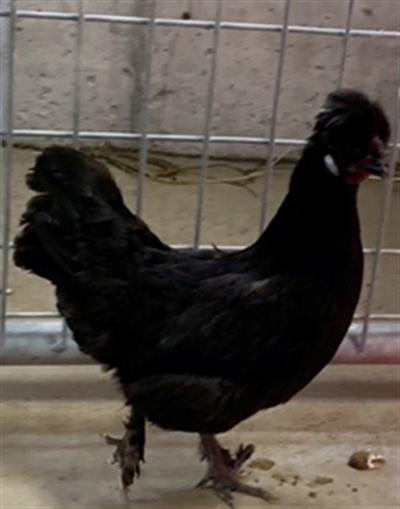 adoptable Chicken in Union, MO named FAYE