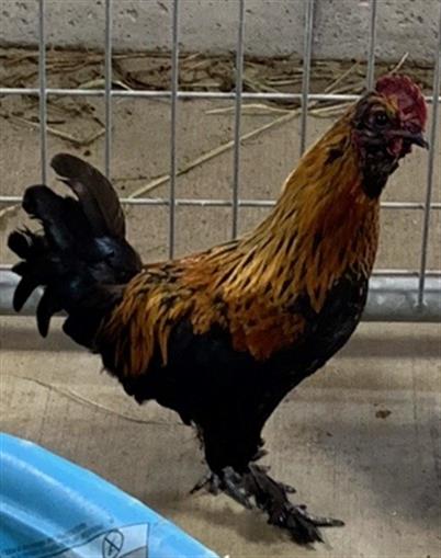 adoptable Chicken in Union, MO named MARCELLO