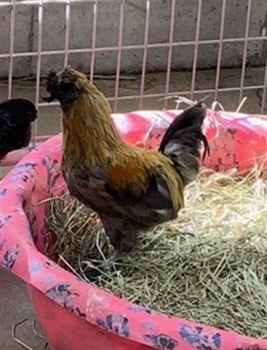 adoptable Chicken in Union, MO named ENRIQUE