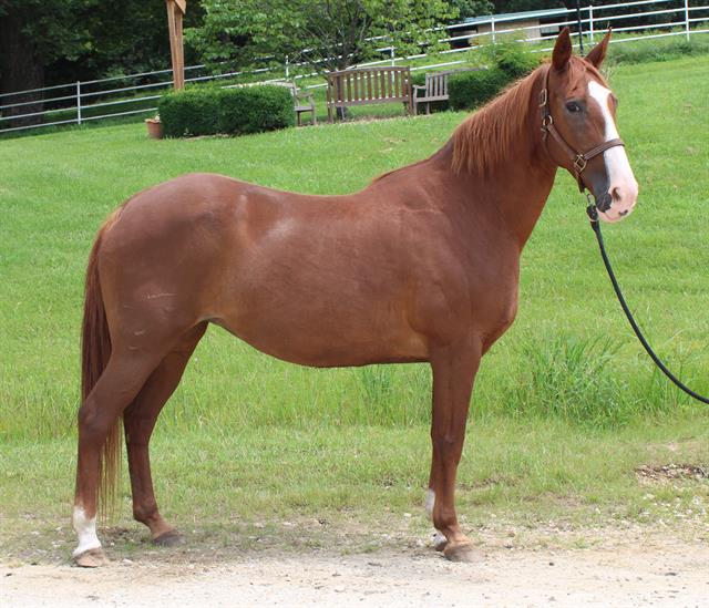 adoptable Horse in Union, MO named VEGA