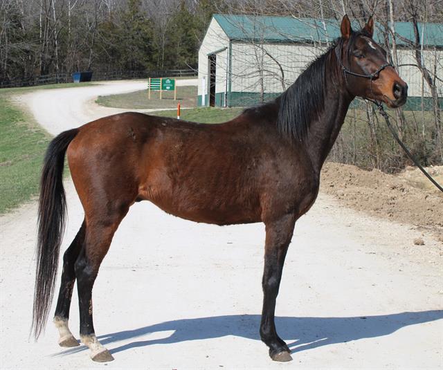 adoptable Horse in Union, MO named STU