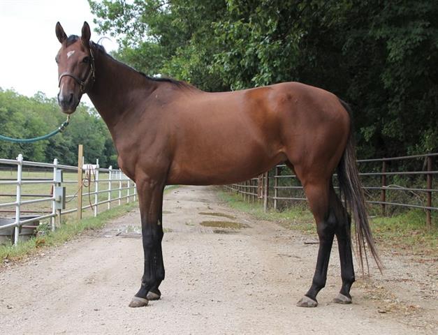 adoptable Horse in Union, MO named PHOENIX