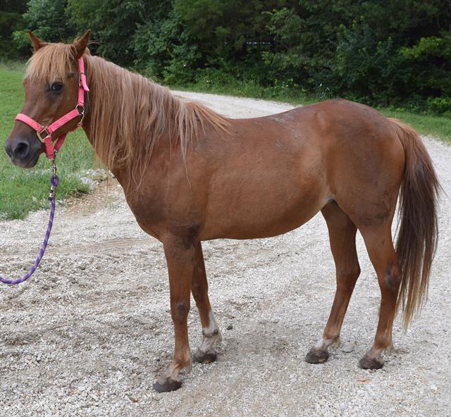 adoptable Horse in Union, MO named CORINA