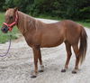 adoptable Horse in  named CORINA