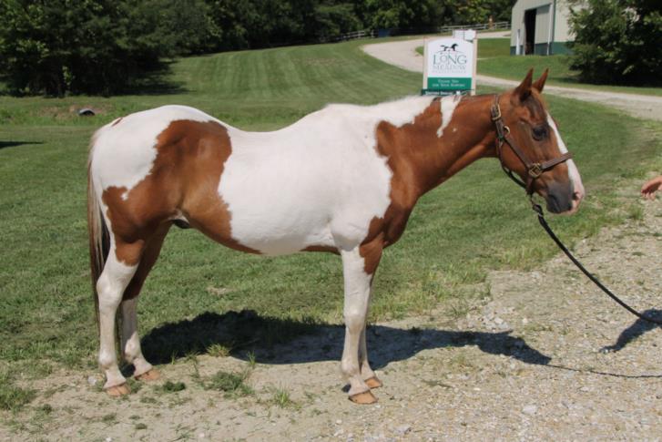 adoptable Horse in Union, MO named EREC