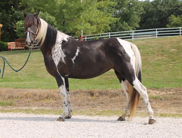 adoptable Horse in Union, MO named TILLY