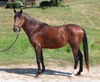 adoptable Horse in Union, MO named RIDDLE