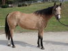 adoptable Horse in , MO named ESTELLE