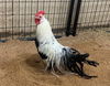 adoptable Chicken in , MO named LEO