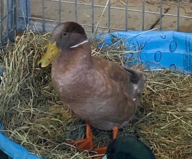 adoptable Duck in Union, MO named LOUIE
