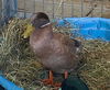 adoptable Duck in Union, MO named LOUIE