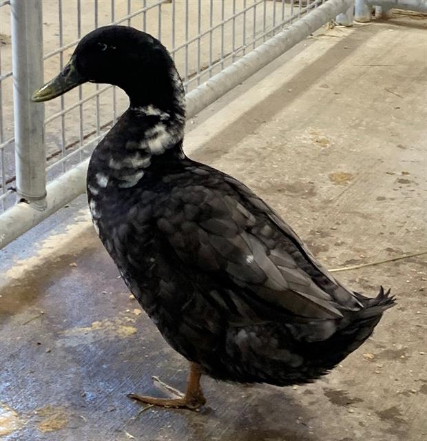 adoptable Duck in Union, MO named GUSSIE