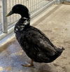 adoptable Duck in Union, MO named GUSSIE