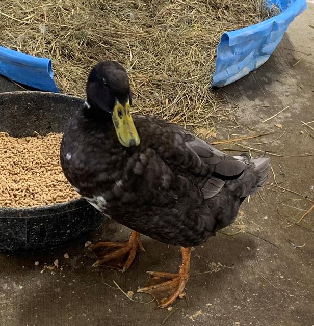 adoptable Duck in Union, MO named HENRY