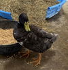 adoptable Duck in Union, MO named HENRY