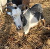 adoptable Goat in Union, MO named PHILIPPE