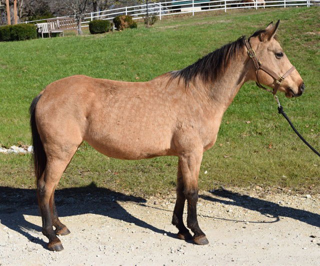 adoptable Horse in Union, MO named BERNADETTE