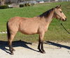 adoptable Horse in Union, MO named BERNADETTE