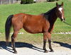 adoptable Horse in Union, MO named CORTANA
