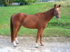 adoptable Horse in Union, MO named TINY TIM