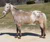 adoptable Horse in Union, MO named CORAZON