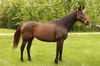 adoptable Horse in Union, MO named RAY