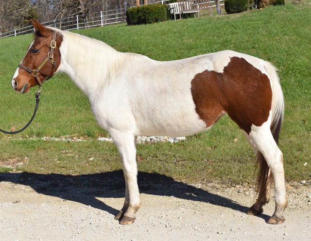 adoptable Horse in Union, MO named GEMINI