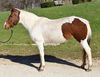 adoptable Horse in Union, MO named GEMINI