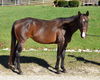 adoptable Horse in Union, MO named OPHELIA