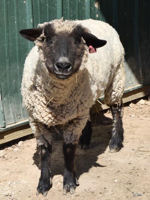 adoptable Sheep in Union, MO named ELEANOR