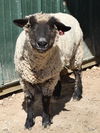 adoptable Sheep in Union, MO named ELEANOR