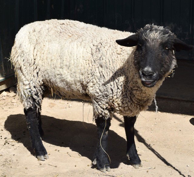adoptable Sheep in Union, MO named EMMA