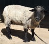 adoptable Sheep in Union, MO named EMMA
