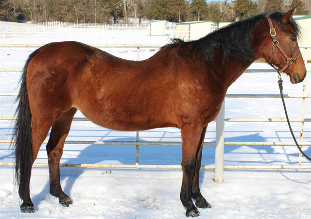 adoptable Horse in Union, MO named NASIM